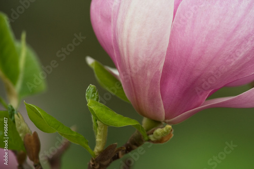 Magnolia flower