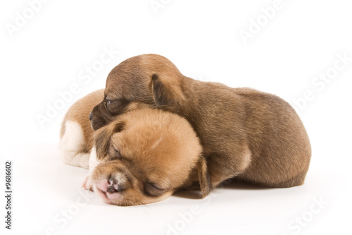 Two sleeping puppies on white background