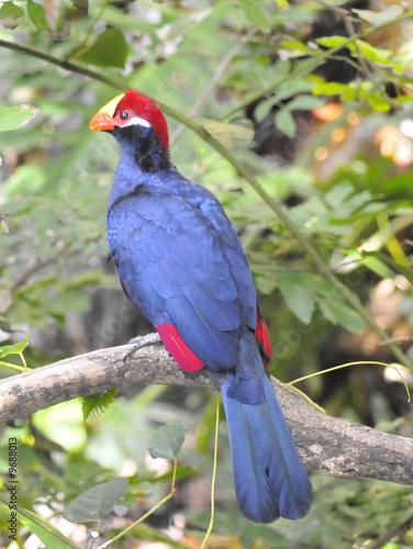 Blue & Red Bird on Branch