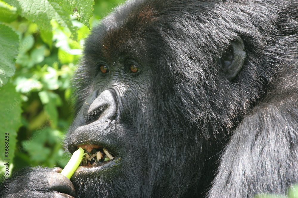 Obraz premium gorille mangeant du céleri rwanda