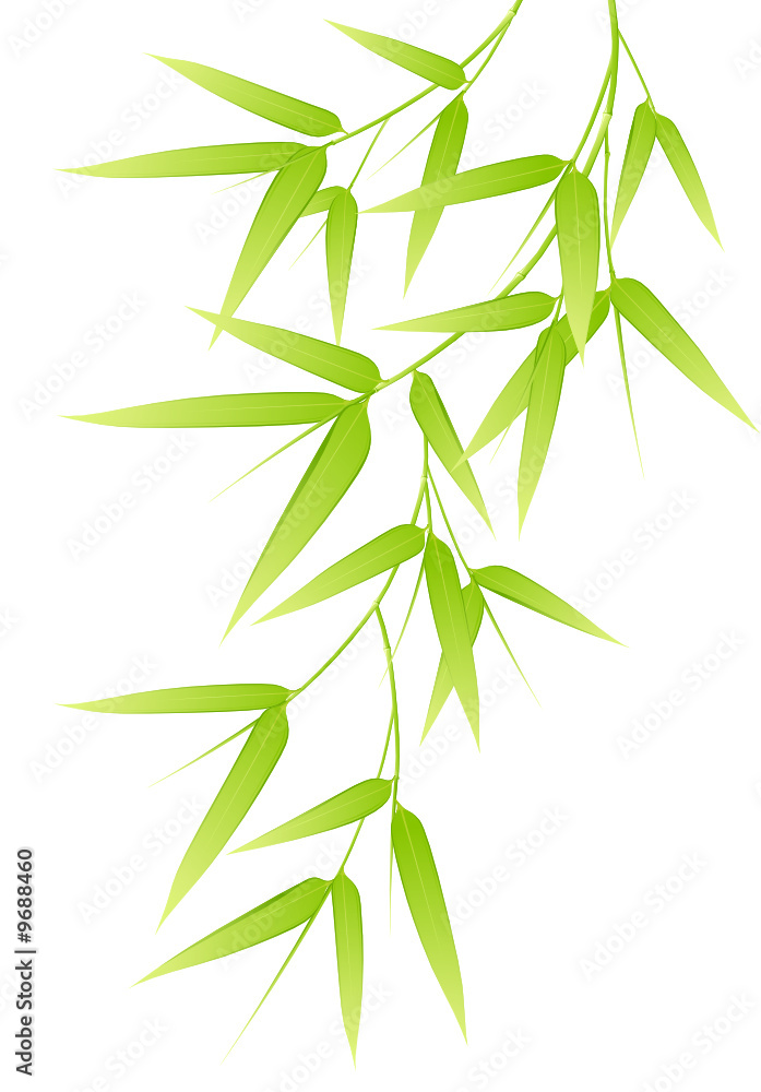 Fototapeta premium Bambou - image vectorielle -