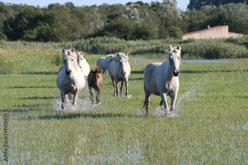 Chevaux et poulain en Camargue