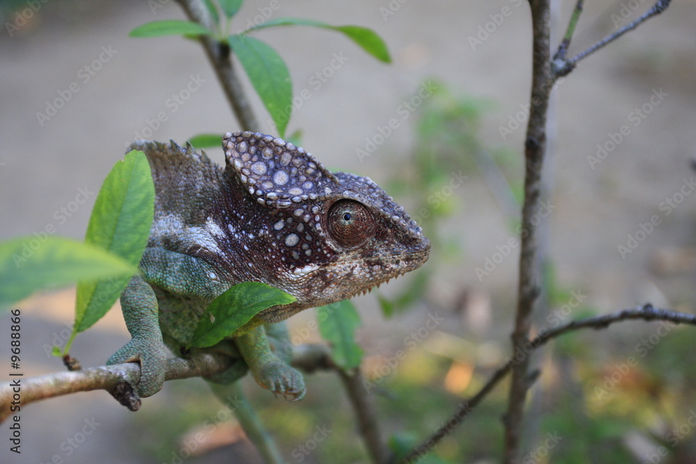 Obraz premium caméléon berenty madagascar