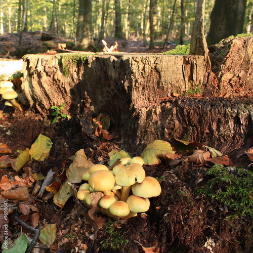 Hypholome en touffe,Aisne photo