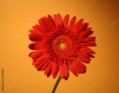 African daisy on the light background;