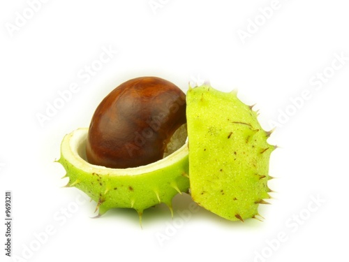 chestnut very close