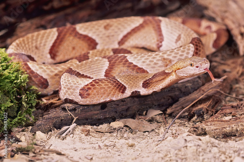 Northern Copperhead snake testing the air with tongue photo