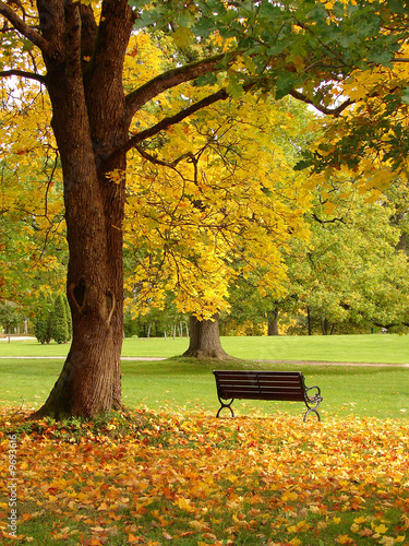 Obraz na płótnie City park in autumn w salonie