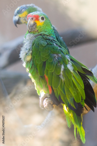 Green parrot perching on branch