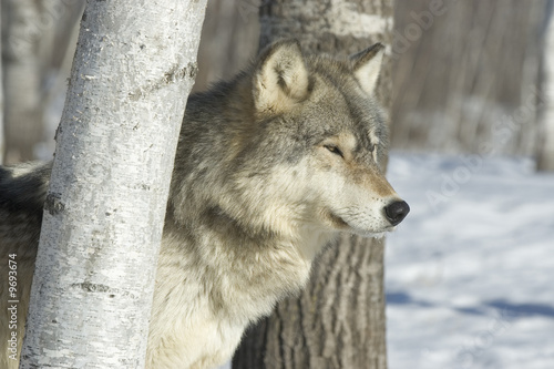 Gray wolf staring at prey from between trees in forest