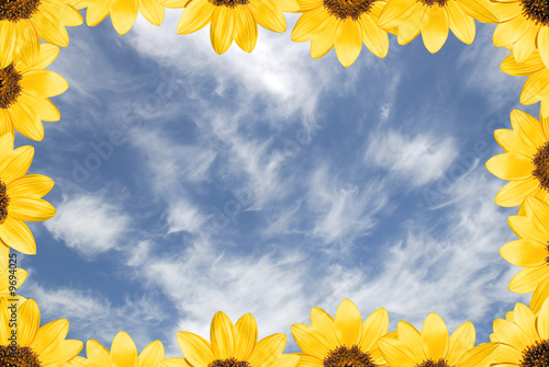 Sunflowers under fair weathered sky photo