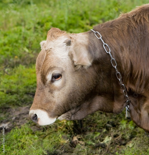 Bull