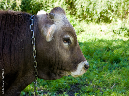 Bull