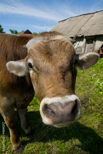 Bull