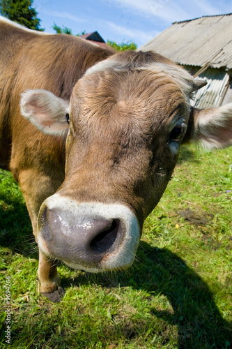 Bull