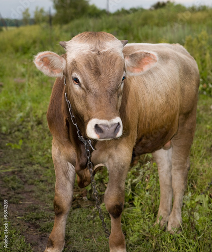 Bull