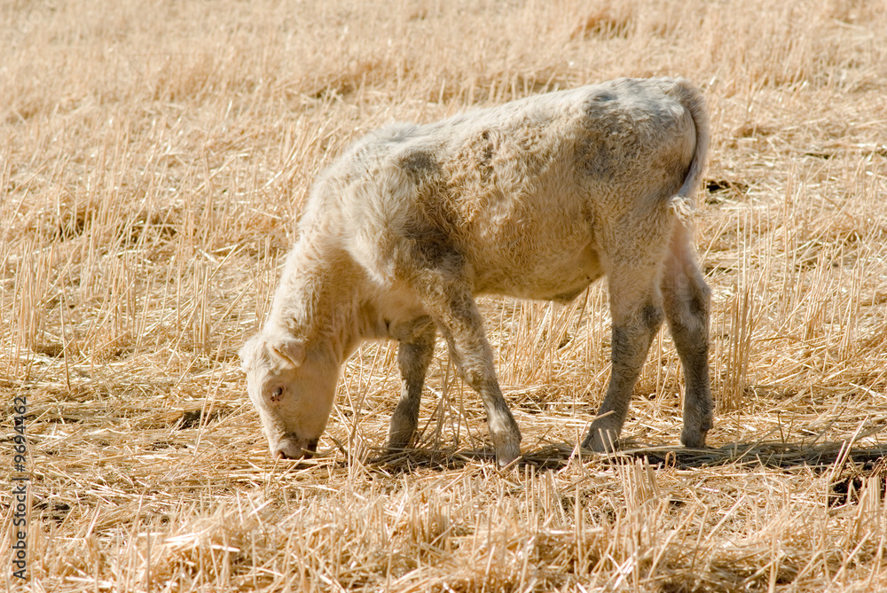 Obraz premium young calf graze in the field of straw