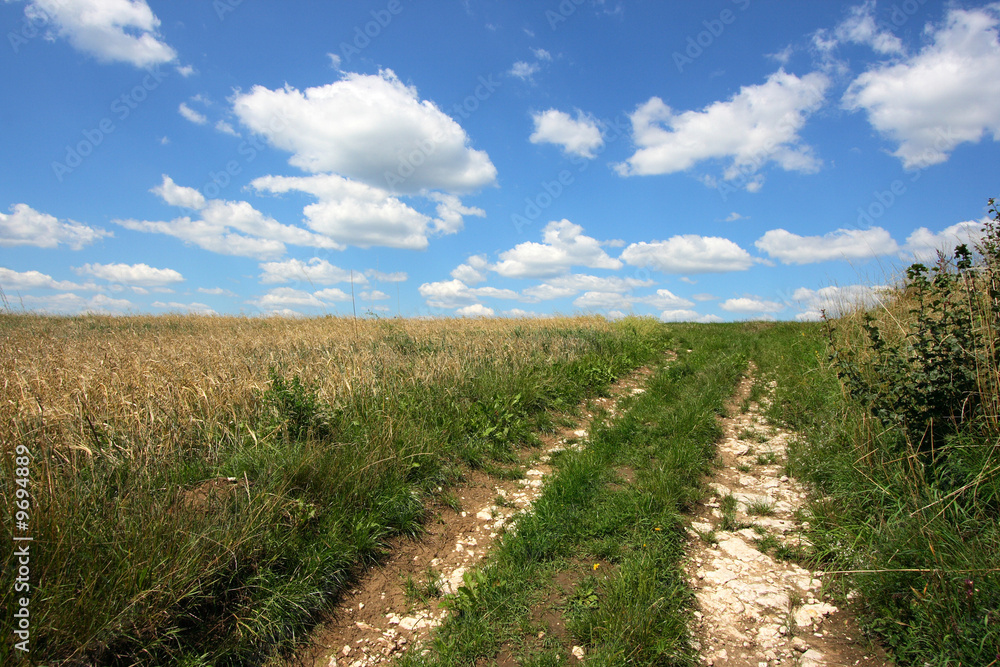 Rural road and fields of corn in Poland countryside