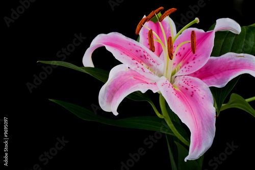 the lily flower in front of black background