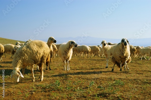 graze a flock of mountain sheep