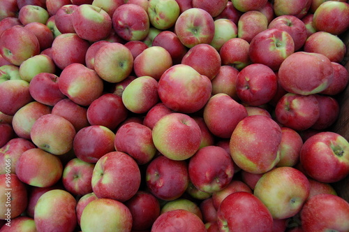 Apple harvest photo