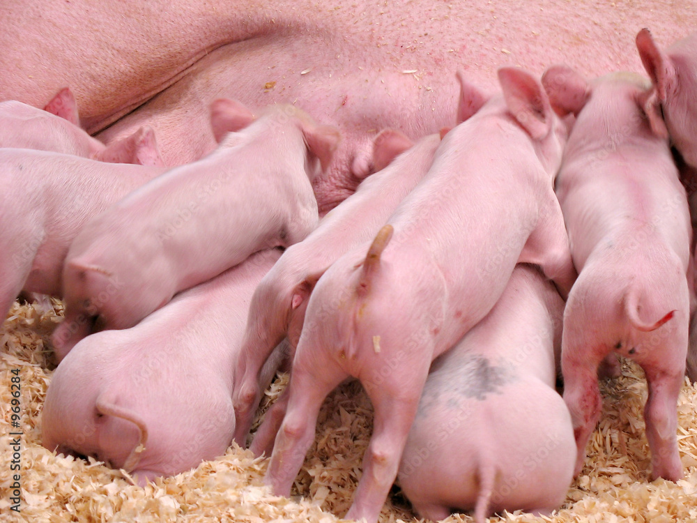 A group of hungry piglets fighting for milk. A group of hungry piglets fighting for milk.