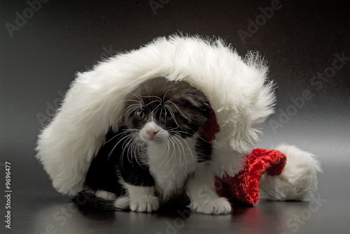 Cat in Christmas cap photo