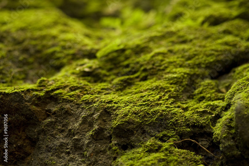 Horizontal image of moss growing on rock.  Macro shot.