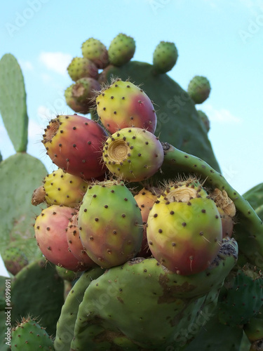 Figs fruits in Apulia