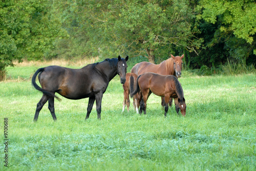 groupe de chevaux broutant