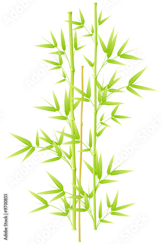 Bambou - image vectorielle -