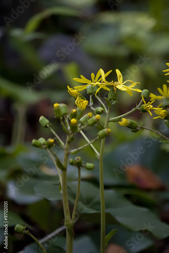 Wallpaper Mural Jinhae im Herbst Torontodigital.ca