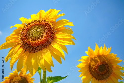sunflower and sky