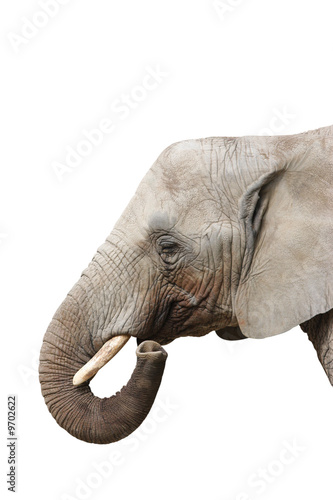 Potrait of an Elephant - Isolated on white background