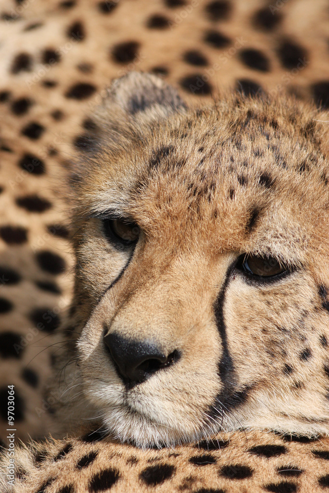 Portrait of a Cheetah - Acinonyx jubatus Portrait of a Cheetah - Acinonyx jubatus