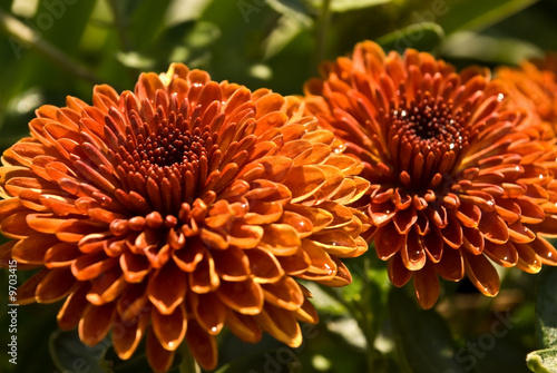 autumn chrysanthemum background