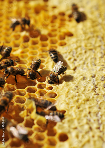 Working bees