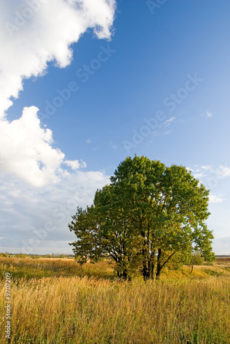 Lonely tree and autumn field