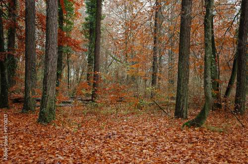 Tapis de feuilles