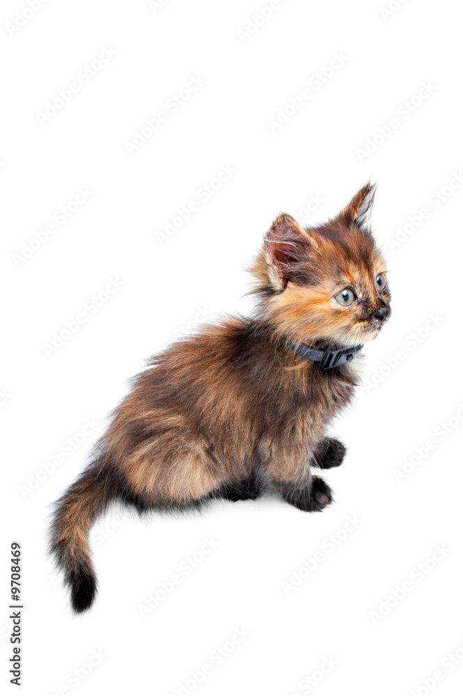 Obraz premium portrait small feathery kitty on white background