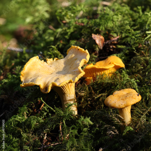 chanterelles