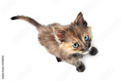 portrait kitty with blue eye on white background