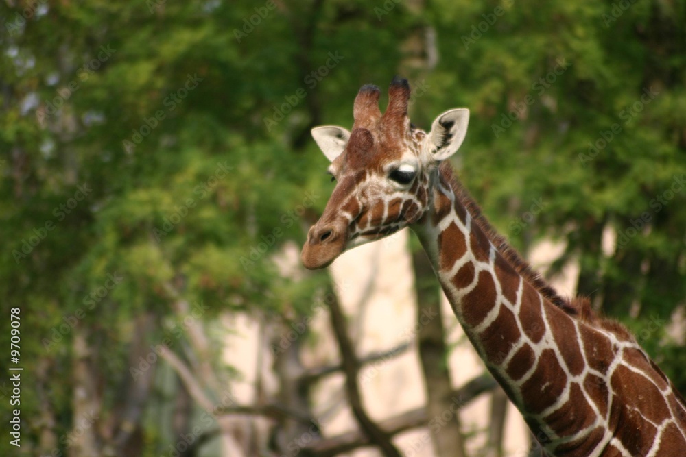 Obraz premium Giraffe vorm Baum