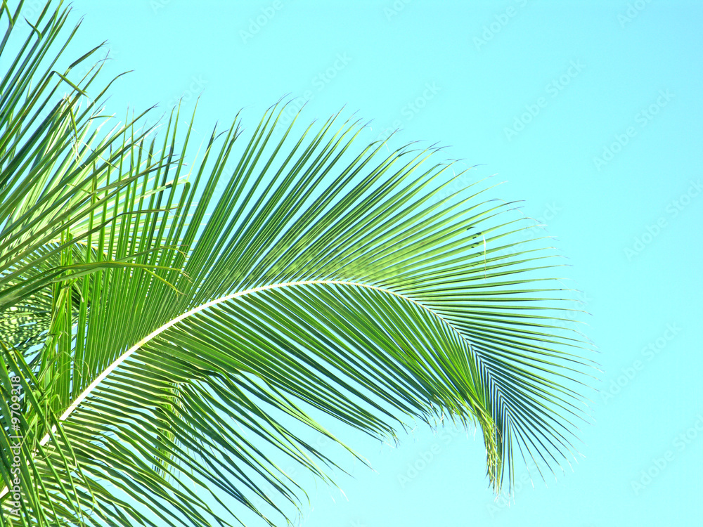 palme cocotier