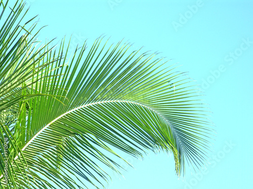 palme cocotier © Unclesam