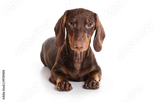 Dachshund puppy on white background