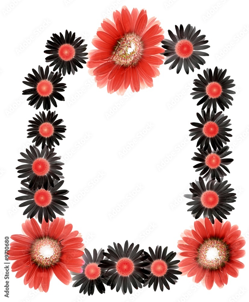Gerbera daisy photo Gerbera daisy photo