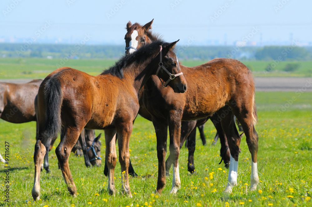 Fototapeta premium bay foal and sorrel foal