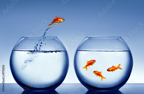 Photo goldfish jumping out of the water