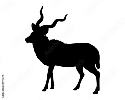 Greater Kudu Antelope